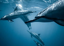 九游娱乐平台：一站式娱乐新体验，安全、丰富、智能的数码休闲之选